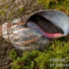 Samt-Achatschnecke, Archachatina marginata suturalis "Ikom"