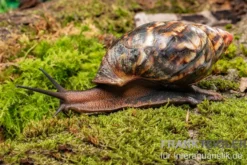 Samt-Achatschnecke, Archachatina marginata suturalis "Ikom"