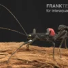 Samtschrecke, Peruphasma schultei (1 Paar)