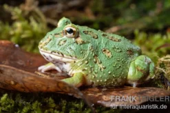 Samurai blue Pacman-Frog, Ceratophrys cranwelli "Samurai blue"