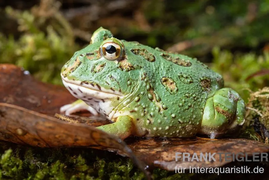 Samurai blue Pacman-Frog, Ceratophrys cranwelli "Samurai blue"