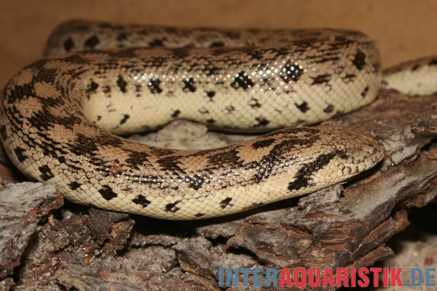 Sandboa, Eryx tataricus