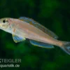 Sandcichlide Burundi Blau, Xenotilapia bathyphilus Burundi Blue, DNZ