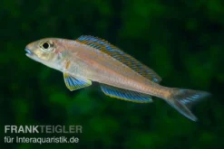 Sandcichlide Burundi Blau, Xenotilapia bathyphilus Burundi Blue, DNZ