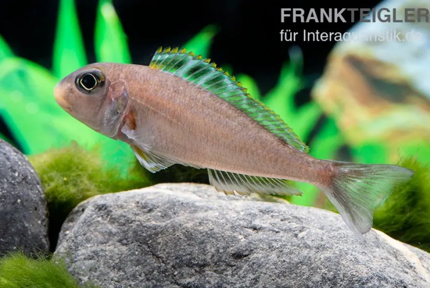 Sandcichlide Kekese, Xenotilapia papilio Kekese Sunflower