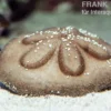 Sanddollar, Clypeaster australasiae