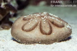 Sanddollar, Clypeaster australasiae