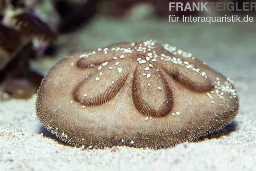 Sanddollar, Clypeaster australasiae