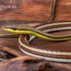 Sandrenn-Natter, Psammophis elegans