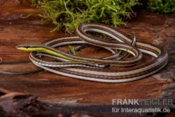 Sandrenn-Natter, Psammophis elegans