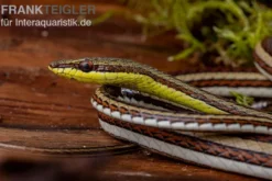Sandrenn-Natter, Psammophis elegans