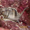 Sandschnecke, Nassarius vibex