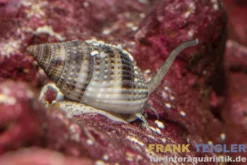 Sandschnecke, Nassarius vibex
