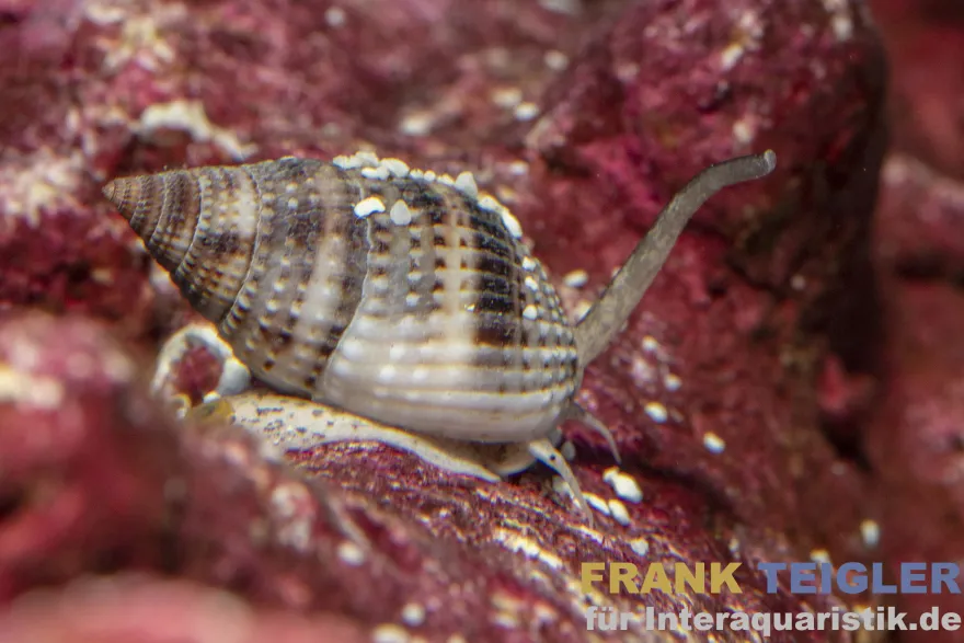 Sandschnecke, Nassarius vibex