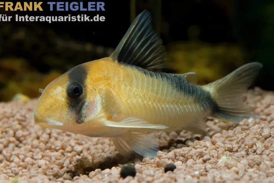 Sands Panzerwels, Corydoras davidsansi