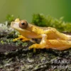 Sanduhr-Laubfrosch, Dendropsophus ebraccatus