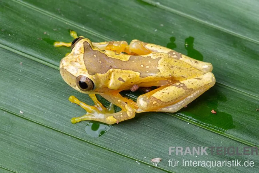 Sanduhr-Laubfrosch, Dendropsophus ebraccatus