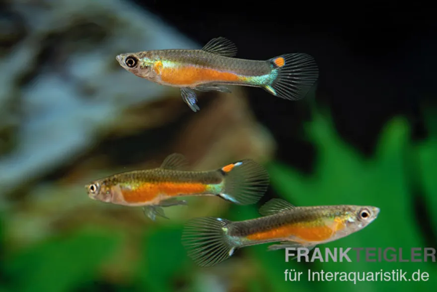 Santa Green Genie Guppy, Poecilia wingei, Männchen