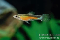 Santa Green Genie Guppy, Poecilia wingei, Männchen