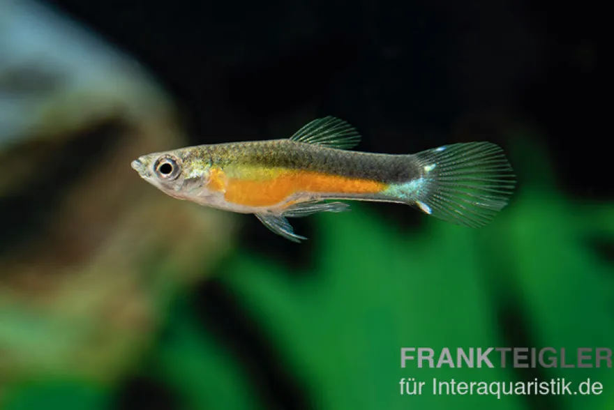 Santa Green Genie Guppy, Poecilia wingei, Männchen