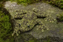 Sa-Pa-Moosfrosch, Theloderma bicolor