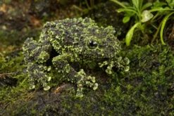 Sa-Pa-Moosfrosch, Theloderma bicolor