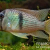 Sattelfleckbuntbarsch, Guianacara owroewefi