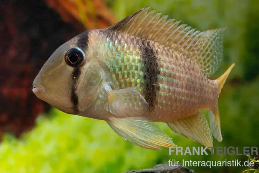 Sattelfleckbuntbarsch, Guianacara owroewefi