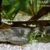 Saugmaulwels, Hypostomus plecostomus