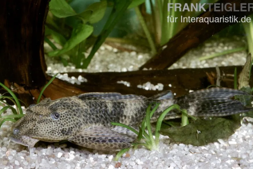 Saugmaulwels, Hypostomus plecostomus