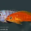 Saulosi Zebramaulbrüter, Pseudotropheus saulosi "korallenrot"