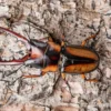 Savagei-Geweihkäfer, Prosopocoilus savagei, paarweise