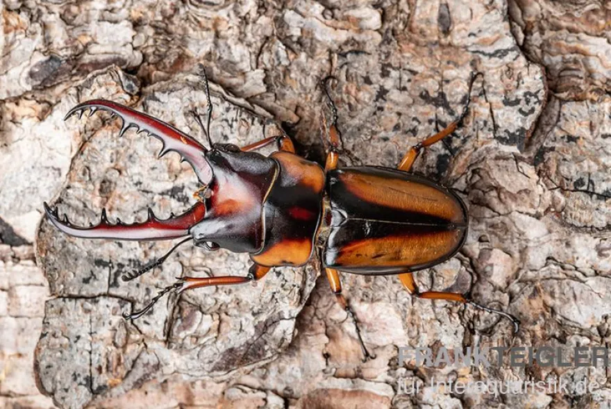 Savagei-Geweihkäfer, Prosopocoilus savagei, paarweise