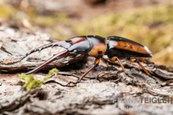 Savagei-Geweihkäfer, Prosopocoilus savagei, paarweise
