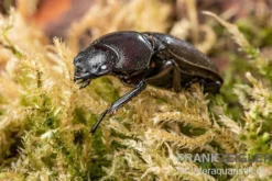 Savagei-Geweihkäfer, Prosopocoilus savagei, paarweise