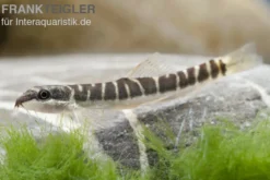 Savona Schmerle, Schistura savona (Nemacheilus savona)