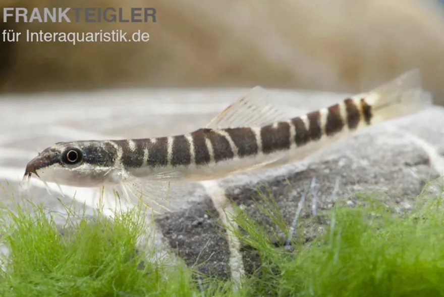 Savona Schmerle, Schistura savona (Nemacheilus savona)