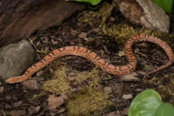 Scaleless-Kornnatter, Pantherophis guttatus