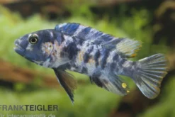 Schabemaul-Buntbarsch, Labeotropheus trewavasae "OB" gescheckt