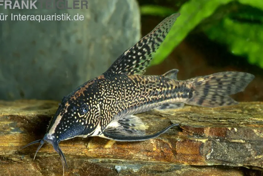 Schabracken-Panzerwels, Scleromystax barbatus, 3-4 cm