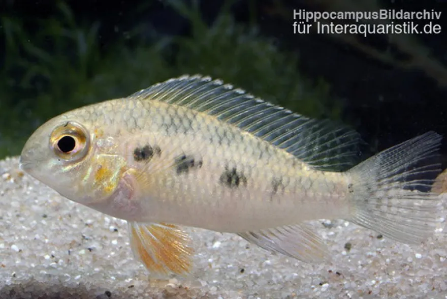 Schachbrettbuntbarsch, Crenicara punctulatum