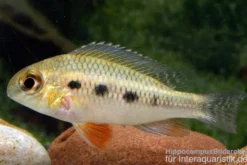 Schachbrettbuntbarsch, Crenicara punctulatum