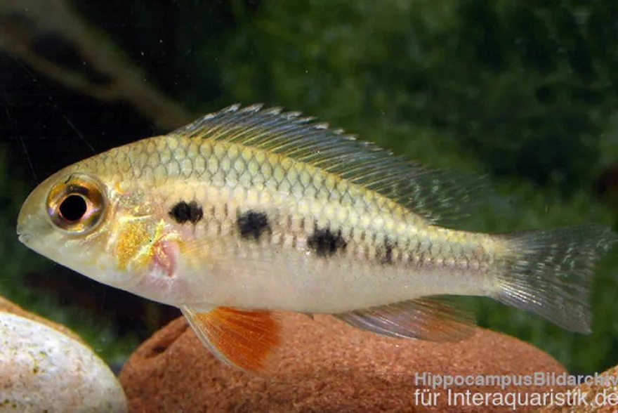 Schachbrettbuntbarsch, Crenicara punctulatum