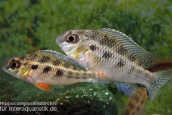 Schachbrettbuntbarsch, Crenicara punctulatum