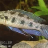 Schachbrettcichlide, Dicrossus maculatus (Crenicara maculata)