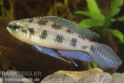 Schachbrettcichlide, Dicrossus maculatus (Crenicara maculata)
