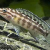 Schachbrett-Schlankcichlide, Julidochromis marlieri, DNZ