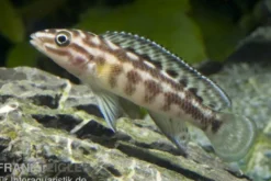 Schachbrett-Schlankcichlide, Julidochromis marlieri, DNZ