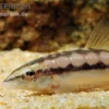 Schachbrettschmerle, Botia sidthimunki