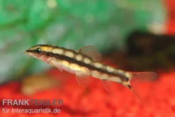 Schachbrettschmerle, Botia sidthimunki